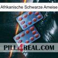 African Black Ant 05